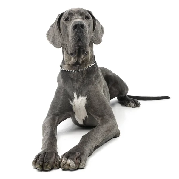 Studio Záběr Rozkošný Doga Pes Ležící Bílém Pozadí — Stock fotografie