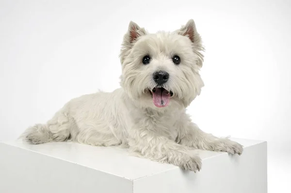 Oeste Highland Terrier Branco Relaxante Grande Cubo Branco — Fotografia de Stock