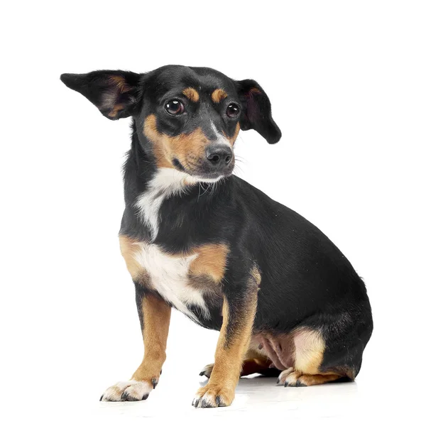 Studio Shot Adorable Mixed Breed Dog Sitting White Background — Stock Photo, Image