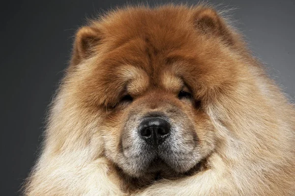 Bella Chow Chow Posa Uno Studio Fotografico — Foto Stock