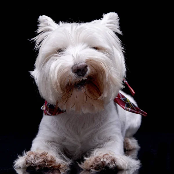 Strzał Studio Urocza West Highland White Terrier Leżącego Czarnym Tle — Zdjęcie stockowe