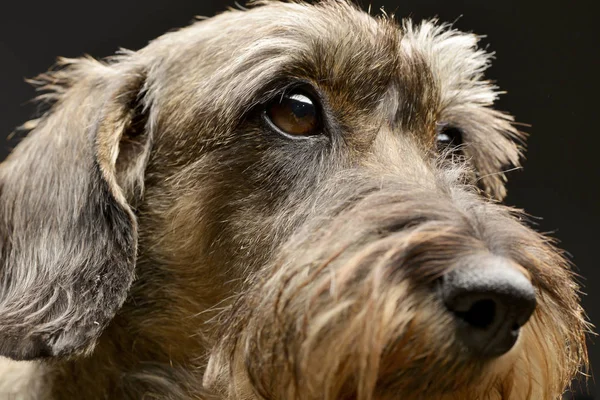 Retrato Adorable Dachshund Plano Estudio Aislado Negro — Foto de Stock