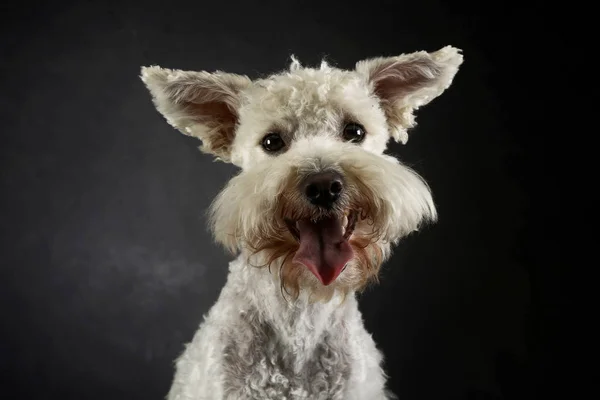 Chien Drôle Avec Des Oreilles Volantes Portrait Studio Photo Sombre — Photo