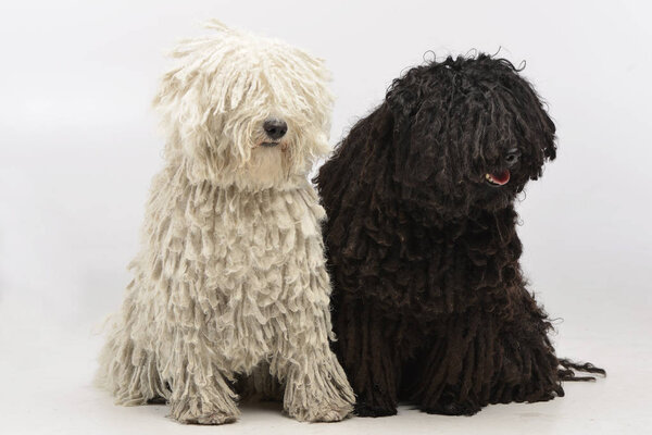 Studio shot of two adorable Puli sitting on white background.