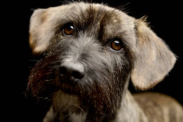 Πορτρέτο Του Ένα Αξιολάτρευτο Μικτή Φυλή Σκύλου Studio Που Γυρίστηκε — Φωτογραφία Αρχείου