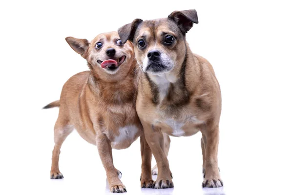 Studio Shot Dos Adorables Perros Raza Mixta Pie Sobre Fondo — Foto de Stock