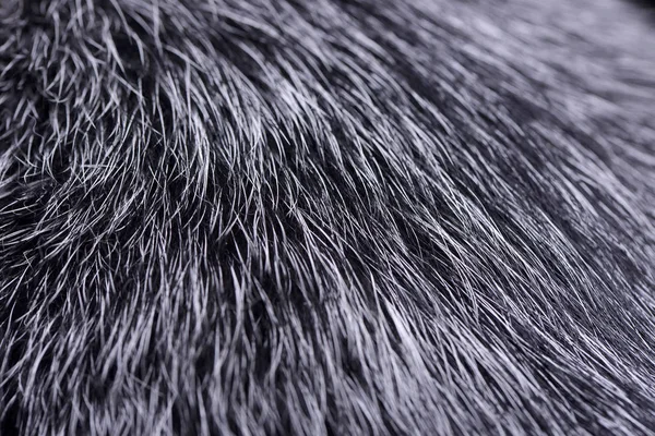 Close Shot Australian Cattle Dog Hair Studio Shot — Stock Photo, Image