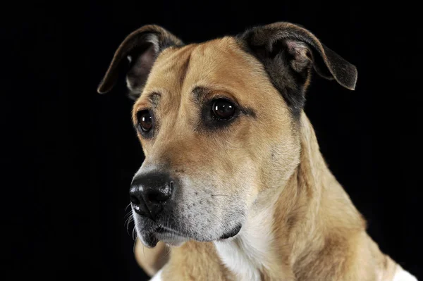 Staffordshire Terrier Portrait Studio Noir — Photo