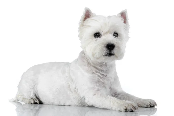 Strzał Studio Ładna West Highland White Terrier Leżącego Białym Tle — Zdjęcie stockowe