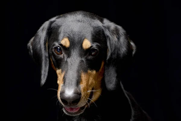 Retrato Perro Raza Mixta Adorable Tiro Estudio Aislado Negro — Foto de Stock
