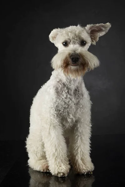 有趣的狗与飞行耳朵肖像在黑暗的照相馆 — 图库照片