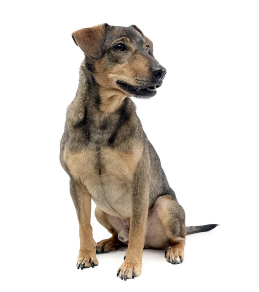 Studio Shot Adorable Mixed Breed Dog Sitting White Background — Stock Photo, Image