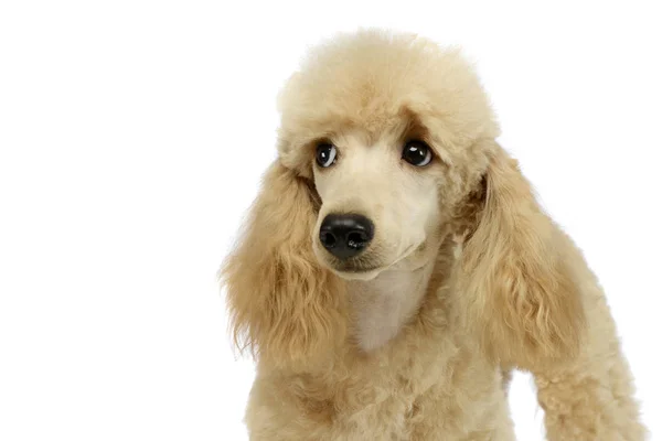 Lindo Retrato Caniche Estudio Blanco — Foto de Stock