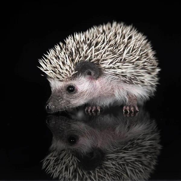Africano Hedgehog Estúdio Fotos Escuro — Fotografia de Stock