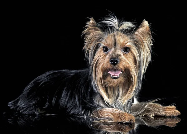 Very Nice Long Hair Yorkshire Terrier Studio — Stock Photo, Image