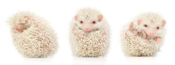 Albino Branco Hedgehog Trio Estúdio Branco — Fotografia de Stock