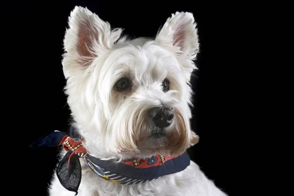 West Highland White Terrier Posing Photo Studio — Stock Photo, Image