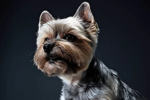 Yorkshire Terrier Portrait Dans Studio Sombre — Photo