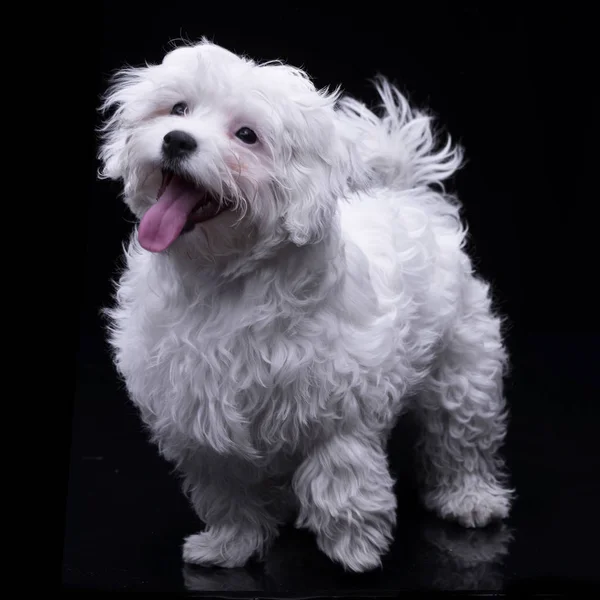 Studio Záběr Rozkošný Havanese Stojící Černém Pozadí — Stock fotografie