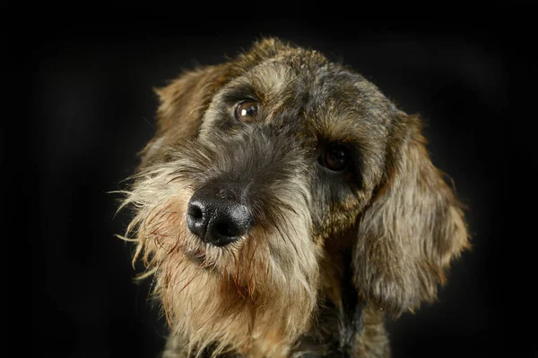 Lindo Filhote Cachorro Com Fio Cabelo Dachshund Retrato Estúdio Fotos — Fotografia de Stock
