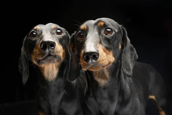 Πορτρέτο Του Δύο Αξιολάτρευτο Σύντομη Μαλλιά Είδος Γερμανικού Κυνηγετικού Σκύλου — Φωτογραφία Αρχείου