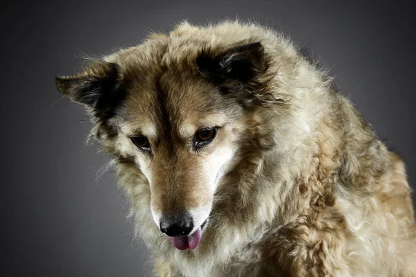 Μικτή Φυλή Funny Dog Είναι Χαλαρώνοντας Μια Σκοτεινή Φωτογραφία Στούντιο — Φωτογραφία Αρχείου
