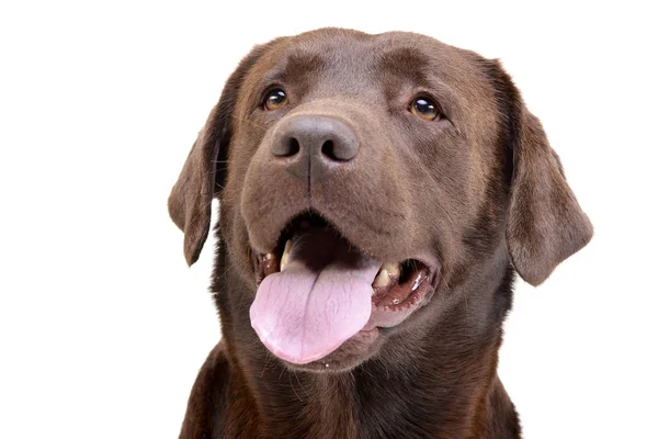 Porträt Eines Entzückenden Labrador Retrievers Studioaufnahme Isoliert Auf Weiß — Stockfoto