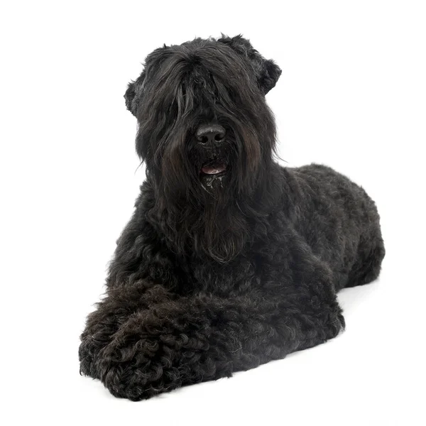 Estúdio Tiro Adorável Black Russian Terrier Deitado Sobre Fundo Branco — Fotografia de Stock