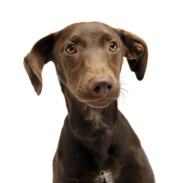 Красиві Літаючі Вуха Змішаний Портрет Собаки Породи Білій Студії — стокове фото