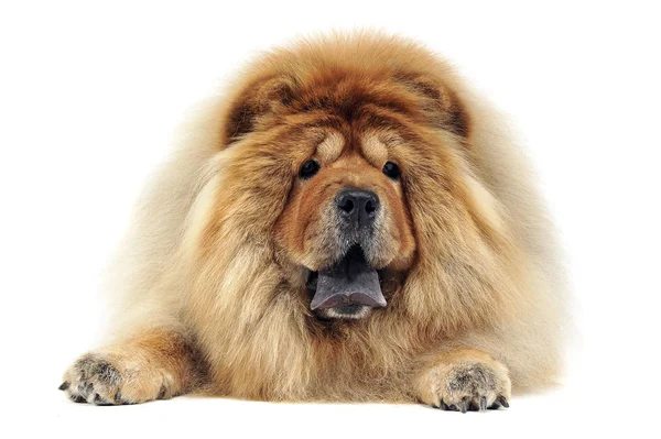 Vista Vicino Chow Chow Relax — Foto Stock