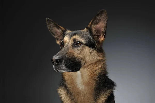 Duitse Herder Portret Een Grijze Studio — Stockfoto