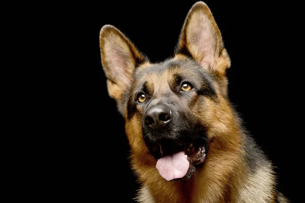 Portrait Berger Allemand Adorable Prise Vue Studio Isolé Sur Noir — Photo