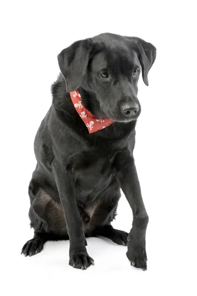 Studio Πυροβόλησε Ένα Αξιολάτρευτο Μικτή Φυλή Σκύλου Φορώντας Ένα Κόκκινο — Φωτογραφία Αρχείου
