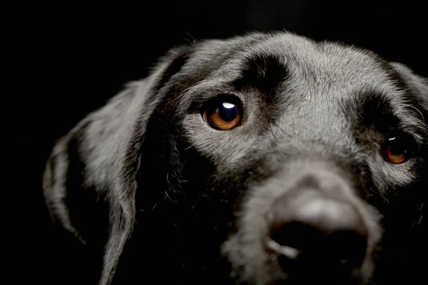 Retrato Cão Raça Mista Adorável Tiro Estúdio Isolado Preto — Fotografia de Stock