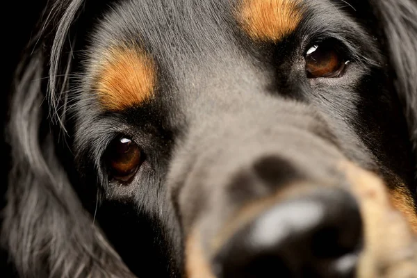 Porträt Eines Entzückenden Englischen Cockerspaniels Isoliert Auf Schwarz — Stockfoto