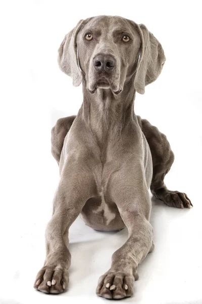 Студія Постріл Чарівні Weimaraner Лежав Білому Тлі — стокове фото