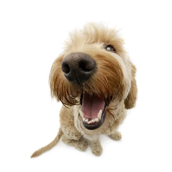 Çok Güzel Bir Bolognese Köpek Atış Stüdyo Geniş Açı Çekim — Stok fotoğraf
