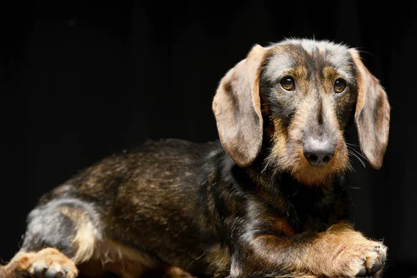 Çok güzel bir Dachshund siyah arka plan üzerine yalan stüdyo çekim.
