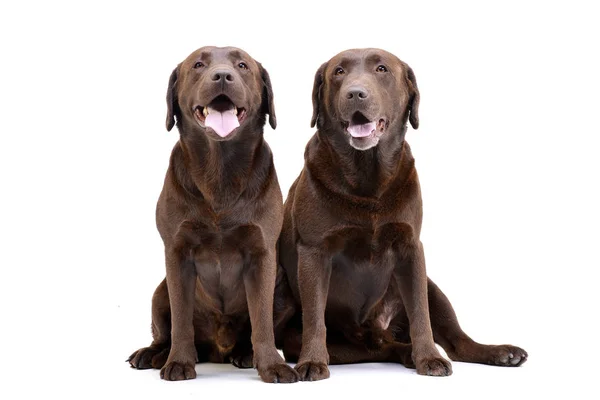 Estúdio Tiro Dois Adorável Labrador Retriever Sentado Fundo Branco — Fotografia de Stock