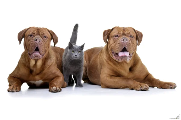 Studio Schoot Van Twee Schattige Bordeauxdog Een Binnenlandse Kat Geïsoleerd — Stockfoto