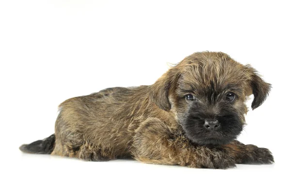 Kiskutya Cairn Terrier Feküdt Padlón — Stock Fotó