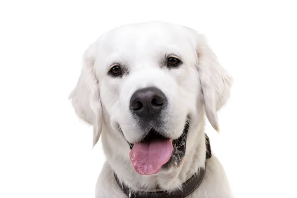 Porträtt Bedårande Golden Retriever Isolerad Vit Bakgrund — Stockfoto