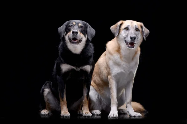 Estúdio Tiro Dois Adorável Mestiço Cão Sentado Fundo Preto — Fotografia de Stock