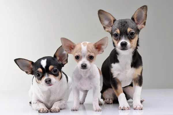 Estúdio Tiro Três Adorável Chihuahua Isolado Fundo Cinza — Fotografia de Stock