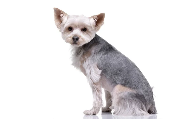 Estudio Adorable Yorkshire Terrier Sentado Sobre Fondo Blanco —  Fotos de Stock