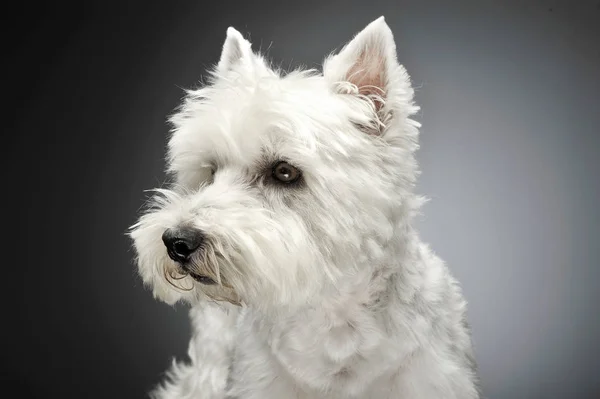 West Highland White Terrier Porträtt Studio — Stockfoto