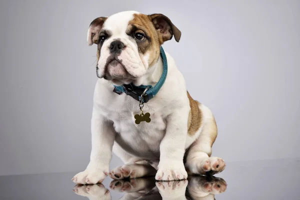 Studio Shot Adorable English Bulldog Puppy Sitting Grey Background — Stock Photo, Image