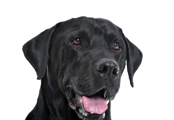 Labrador Retriever Porträt Weißen Studio — Stockfoto