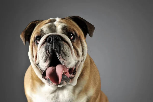 Bulldog Dikey Gri Fotoğraf Stüdyosu — Stok fotoğraf