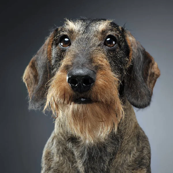 Είδος Γερμανικού Κυνηγετικού Σκύλου Πορτρέτο Ένα Γκέι Studio Βάθους — Φωτογραφία Αρχείου